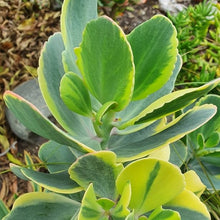 Load image into Gallery viewer, Kalanchoe Fedtschenkoi Variegata | Variegated Lavender Scallops
