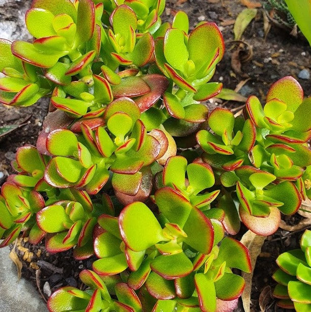 Crassula Ovata Botany Bay