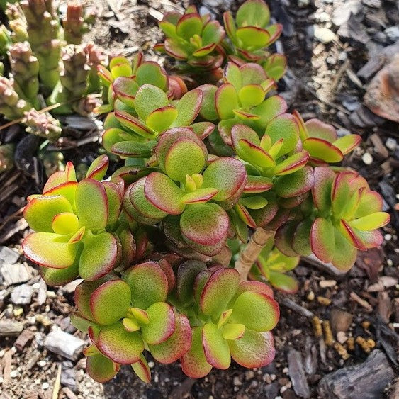 Crassula Ovata Botany Bay