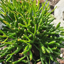 Load image into Gallery viewer, Hatiora Salicornoides | Dancing Bones Cactus
