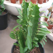 Load image into Gallery viewer, Euphorbia Trigona Green
