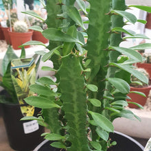 Load image into Gallery viewer, Euphorbia Trigona Green
