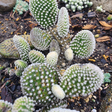 Load image into Gallery viewer, Opuntia Microdasys White | Bunny Ears Cactus
