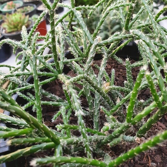 Rhipsalis Horrida | Mouse Tail Cactus