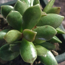 Load image into Gallery viewer, Adromischus Schuldtianus
