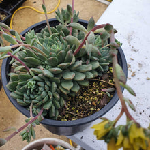 Load image into Gallery viewer, Echeveria Blue Elf | Happy Plant
