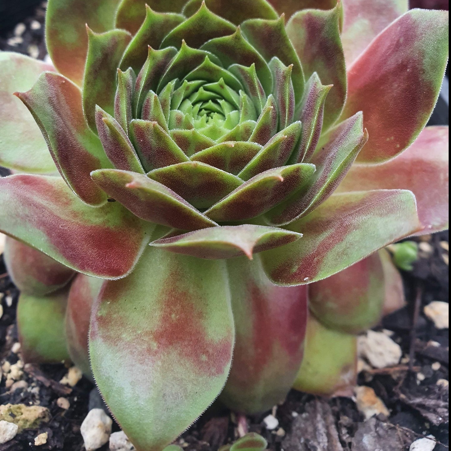 Sempervivum Butterpat