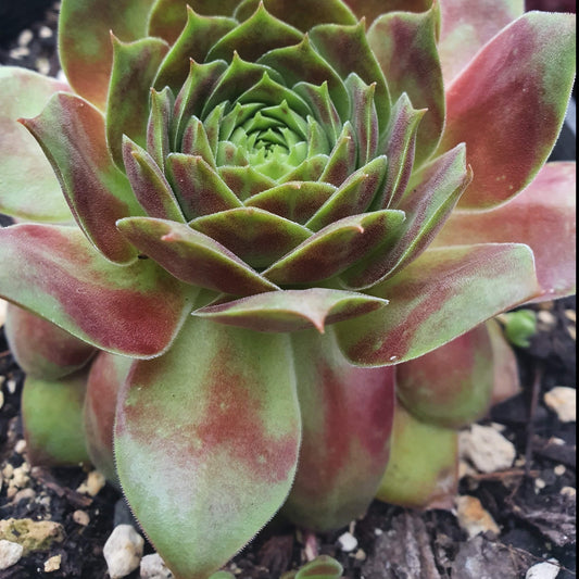 Sempervivum Butterpat