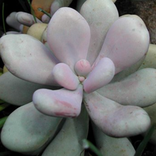 Load image into Gallery viewer, Pachyphytum Glutinicaule | Sticky Moonstones
