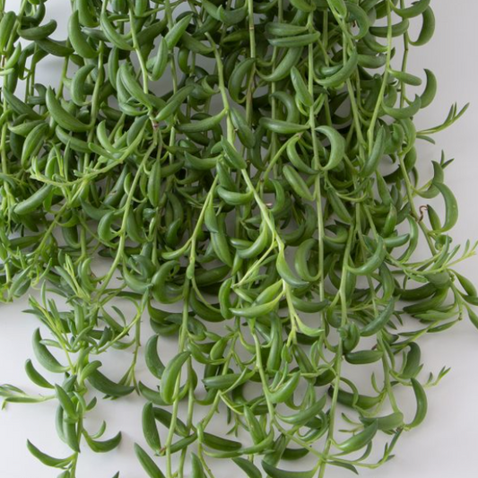 Senecio Radicans | String of Fish Hooks