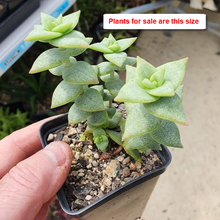 Load image into Gallery viewer, Crassula Perforata | String of Buttons
