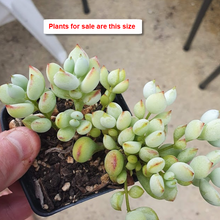 Load image into Gallery viewer, Cotyledon Pendens | Cliff Cotyledon
