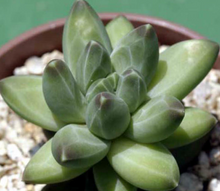 Load image into Gallery viewer, Pachyphytum Compactum Rose | Little Jewel
