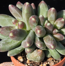 Load image into Gallery viewer, Pachyphytum Compactum Rose | Little Jewel
