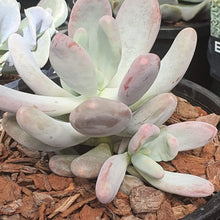 Load image into Gallery viewer, Pachyphytum Glutinicaule | Sticky Moonstones
