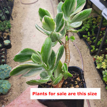 Load image into Gallery viewer, Crassula Ovata Tricolor | Variegated Jade Plant
