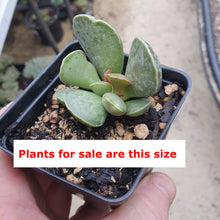 Load image into Gallery viewer, Adromischus Cooperi | Plover Eggs Plant
