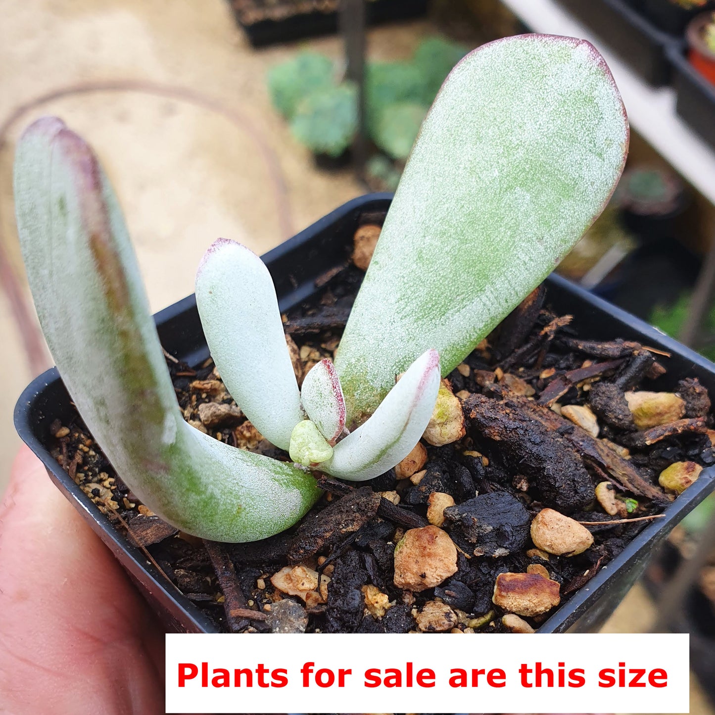 Cotyledon Papillaris | Choco Line