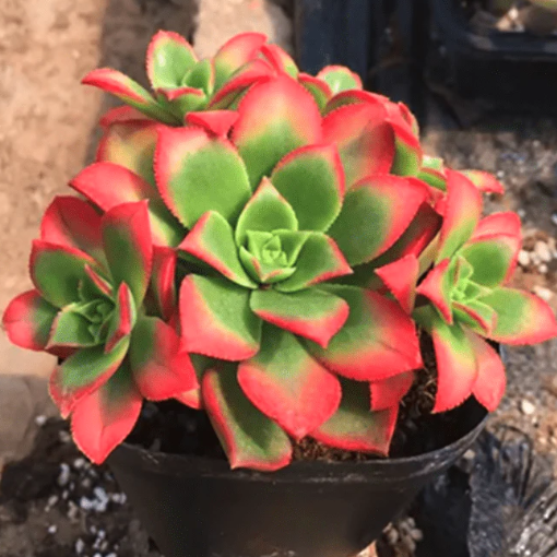 Aeonium Decorum Variegata