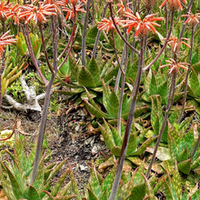 Load image into Gallery viewer, Aloe Maculata | Soap Aloe
