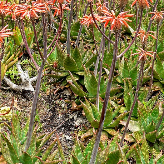 Aloe Maculata | Soap Aloe