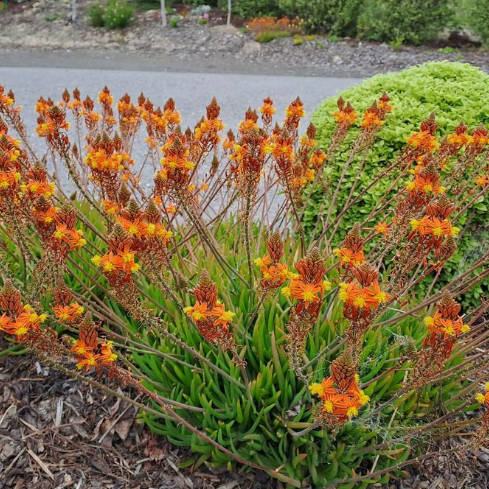 Aloe Bulbine Frutescens
