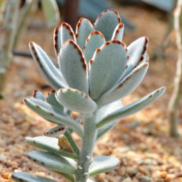 Kalanchoe Tomentosa | Panda Plant