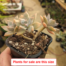Load image into Gallery viewer, Graptopetalum Paraguayense | Ghost Plant
