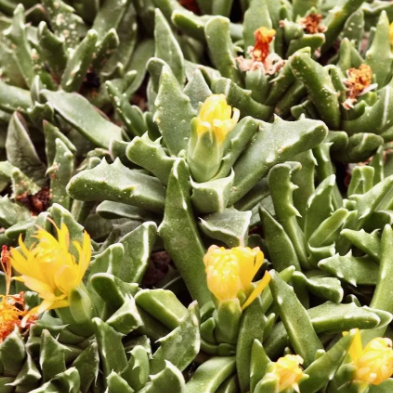 Faucaria Felina | Tiger Jaws