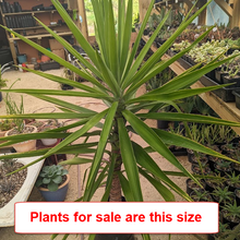 Load image into Gallery viewer, Yucca Elephantipes | Spineless Yucca
