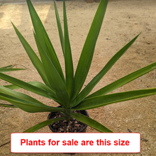 Load image into Gallery viewer, Yucca Elephantipes | Spineless Yucca
