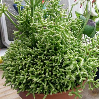 Rhipsalis Cereuscula | Coral Cactus