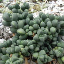 Load image into Gallery viewer, Corpuscularia Lehmannii | Ice Plant
