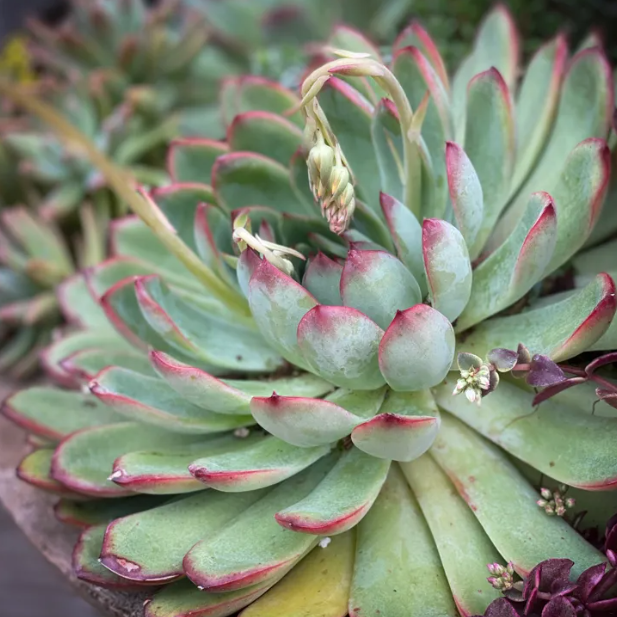 Echeveria Pulidonis