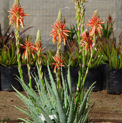 Aloe Hedgehog
