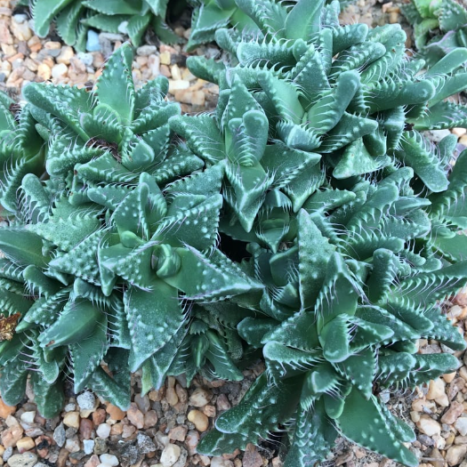 Faucaria Tigrina | Tiger Jaws