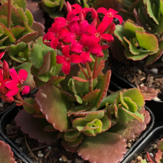 Kalanchoe Candy Cane