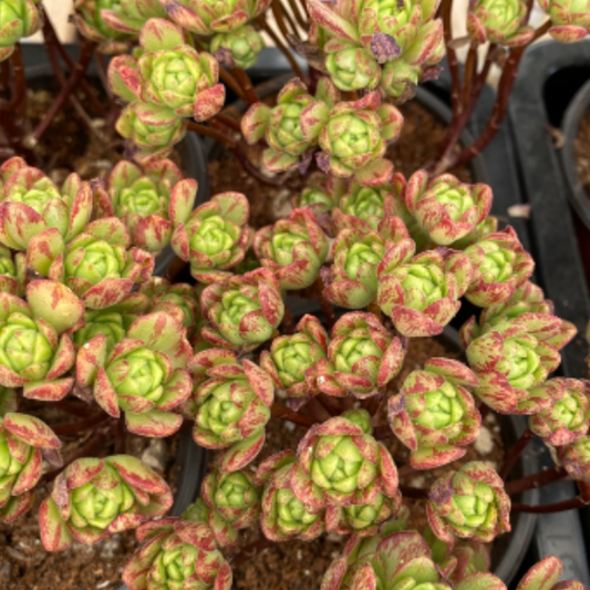 Aeonium xLoartei