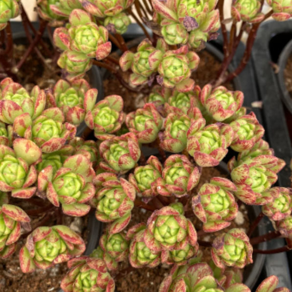 Aeonium Sandersii