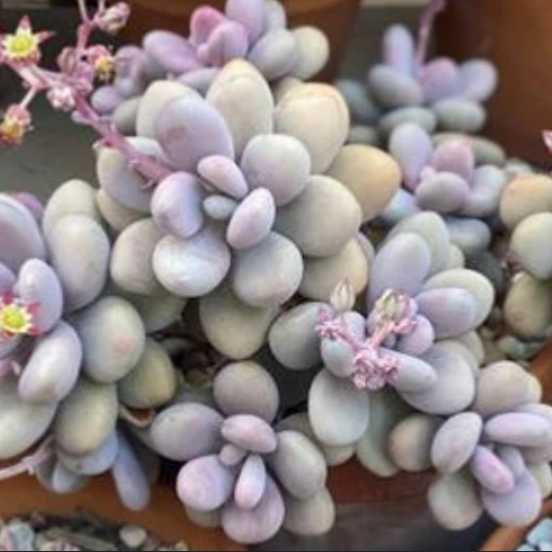 Graptopetalum Amethystinum | Lavender Pebbles