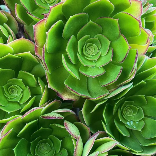 Aeonium Urbicum | Saucer Plant