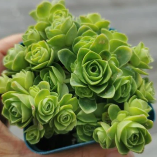 Aeonium Aureum | Green Mountain Rose
