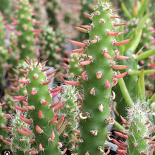 Load image into Gallery viewer, Opuntia Subulata | Eve&#39;s Pin

