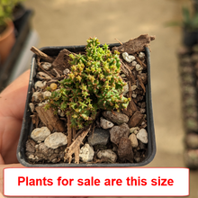 Load image into Gallery viewer, Euphorbia Mammillaris Monstrose
