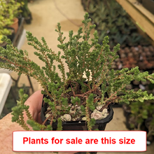 Load image into Gallery viewer, Crassula Lycopodioides | Princess Pine
