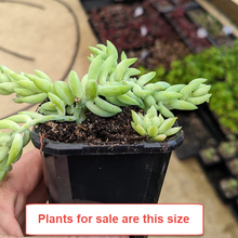 Load image into Gallery viewer, Sedum Morganianum | Donkey&#39;s Tail
