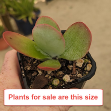 Load image into Gallery viewer, Kalanchoe Luciae | Flapjacks | Paddle Plant
