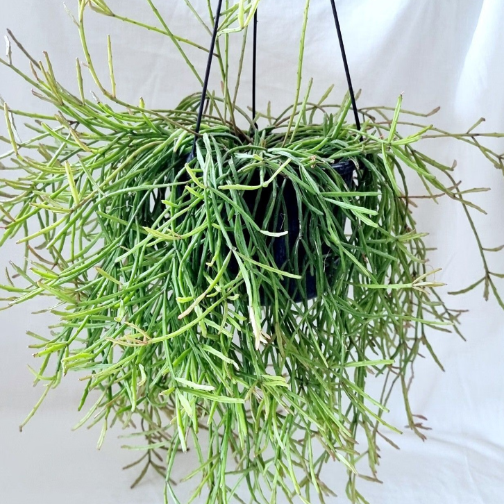 Rhipsalis Sulcata | Stick Cactus