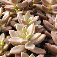 Load image into Gallery viewer, Graptopetalum Copper Rose | Leatherpetal
