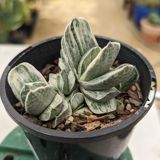 Gasteria Fuji Yuki